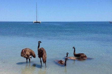 Emus taking a dip at Monkey Mia
