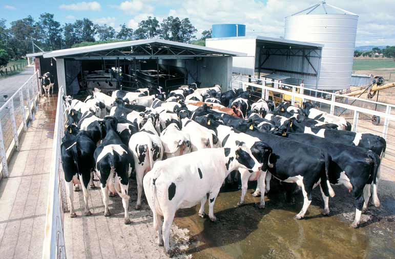 澳大利亚慌了！中国企业买断维州50个乳牛场