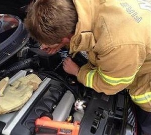 澳媒头条：猫咪被卡汽车引擎內 墨尔本消防员紧急出动抢救‏