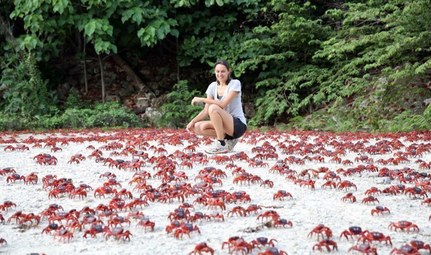 红蟹奇观：澳大利亚圣诞岛上亿只红蟹为繁殖迁移‏