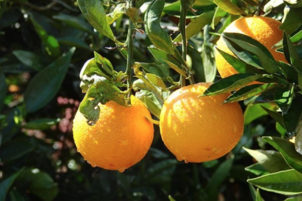 OMG ！水果染色冒充澳大利亚进口 假冒澳洲橙子中国热卖