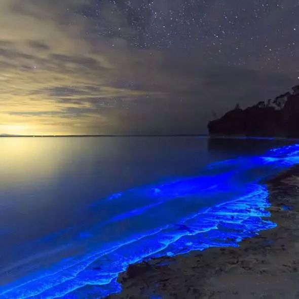 澳大利亚现蓝色荧光海滩 奇幻绚丽如“阿凡达”