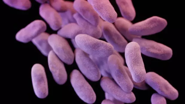 小病就忍了！墨尔本有医院发现致命性超级病菌，维州18人死亡