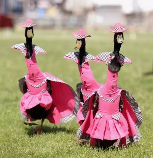 萌化了！名震澳洲的鸭子模特队 着东方青花瓷装震惊四座‏