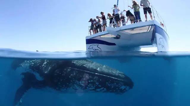 史上最强观鲸指南！让你和鲸鱼畅游澳大利亚！‏