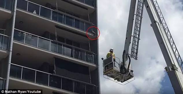 澳洲消防员全力拯救喵星人，沒想到下一秒，讓圍觀的人都笑瘋了⋯⋯