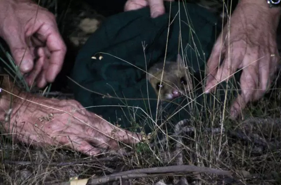 于澳洲大陆灭绝50年后，袋鼬这货重出江湖