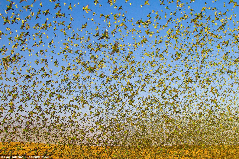 壮观景象：八万只鹦鹉在澳洲内陆喝水 瞬間天空變綠了！