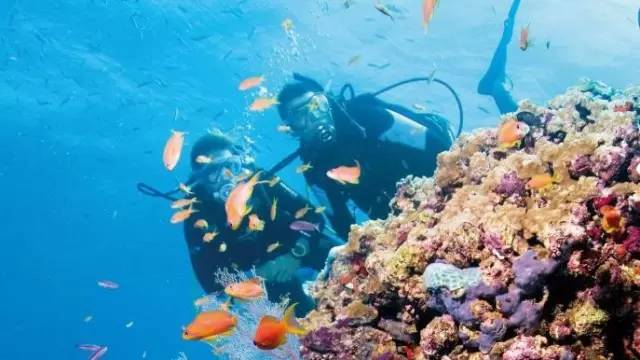 给潜水控们：必看的澳大利亞珊瑚礁指南！