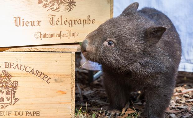wine-and-wildlife-wombat-with-wine-crates-web620