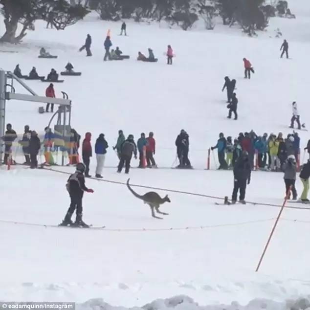 秘密揭露：澳洲有2000多只袋鼠，为让大家好好滑雪而壮烈牺牲！！