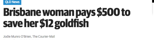 你听说过小金鱼也有住院费吗？澳洲女孩花500澳元，只为救当初12澳元买回来的小金鱼～