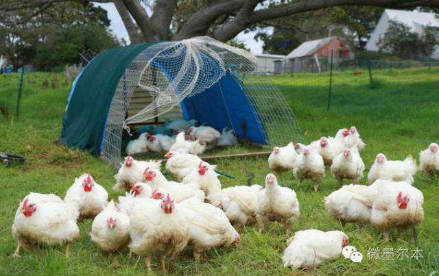 【小心】在澳自己养家禽吃有機會犯法！巨额罚款，再没收！