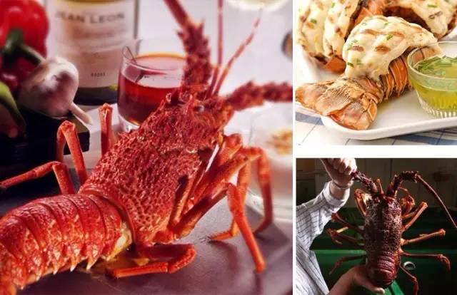 狠罚$1500！龙虾还在挣扎就下刀，澳洲厨师被控虐待动物！