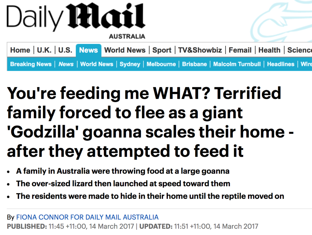 巨蜥爬进后院，这家澳洲人还抛食餵牠，全家都被吓倒！没那个胆子，就别乱撩⋯⋯