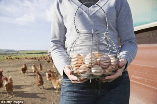 新政来了：由于澳洲的鸡生活越来越好，复活节后鸡蛋价格恐又要上涨