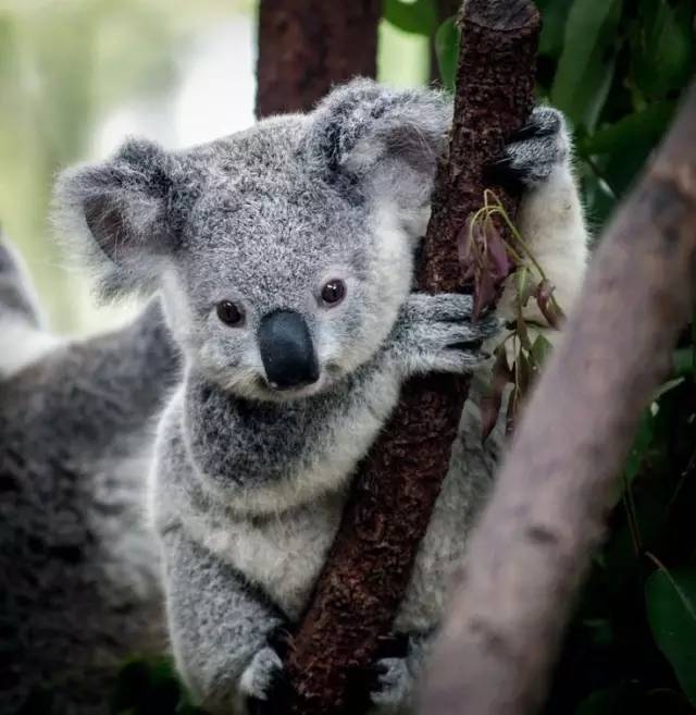 澳洲三隻刚满14个月的無尾熊宝宝被人连夜偷走，全澳都急疯了！
