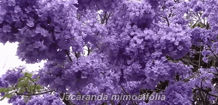 蓝紫色浪漫即将席卷佔领澳洲！附全面赏花攻略