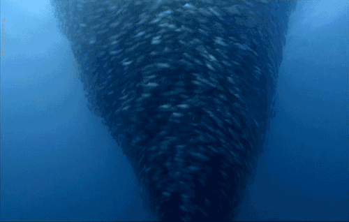 吃貨們準備，人間美味來了：大量巨型蓝鳍金枪鱼游入悉尼港，每條重達200公斤！