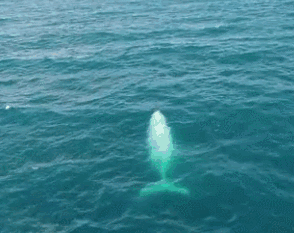太美了！全球唯一一條白色雄座头鲸在澳洲出现