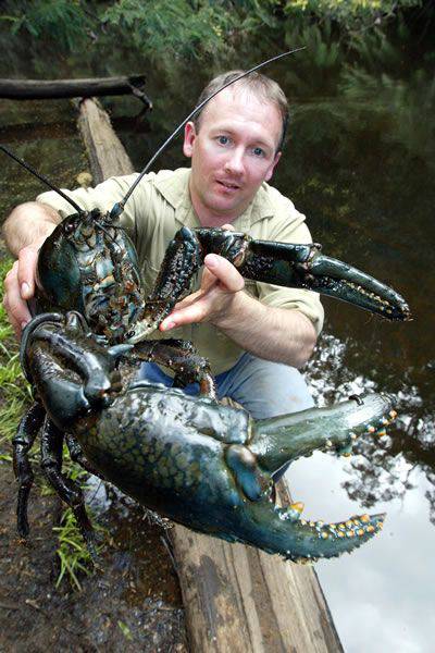 像狗一样大的淡水龙虾，澳洲仅有！如今竟快被吃绝种了