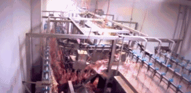 偷拍影片：墨尔本屠宰场用沸水活活烫死多隻鸡