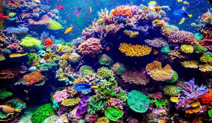 终于，昔日美丽的大堡礁有望回归了！