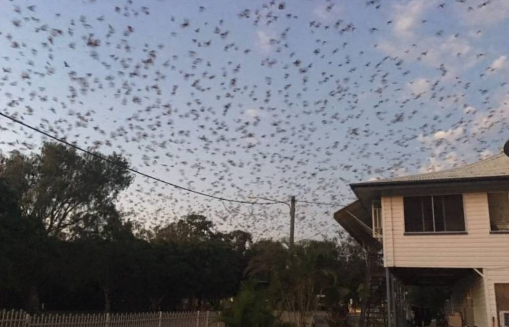 壯觀！20万蝙蝠大军攻陷澳洲，密密麻麻遮天蔽日
