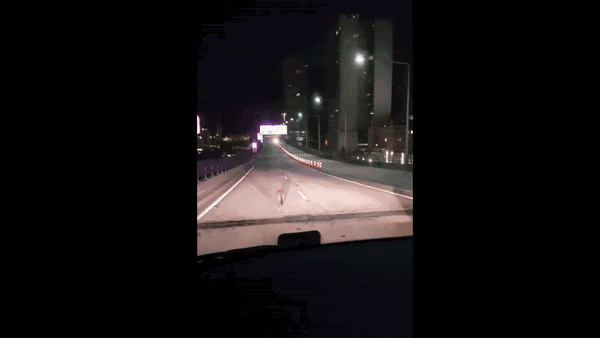 今早一袋鼠衝上海港大橋與警察展開瘋狂追捕，由黑天追到日出